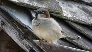 Колко малко врабче спечели сърцето на непревземаема майка